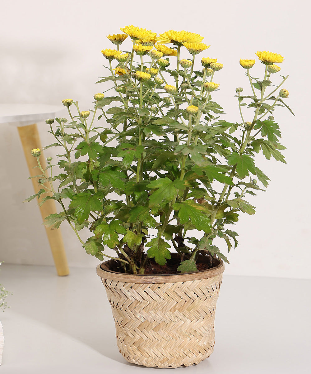 Banaras Twill Planter - Set of 2