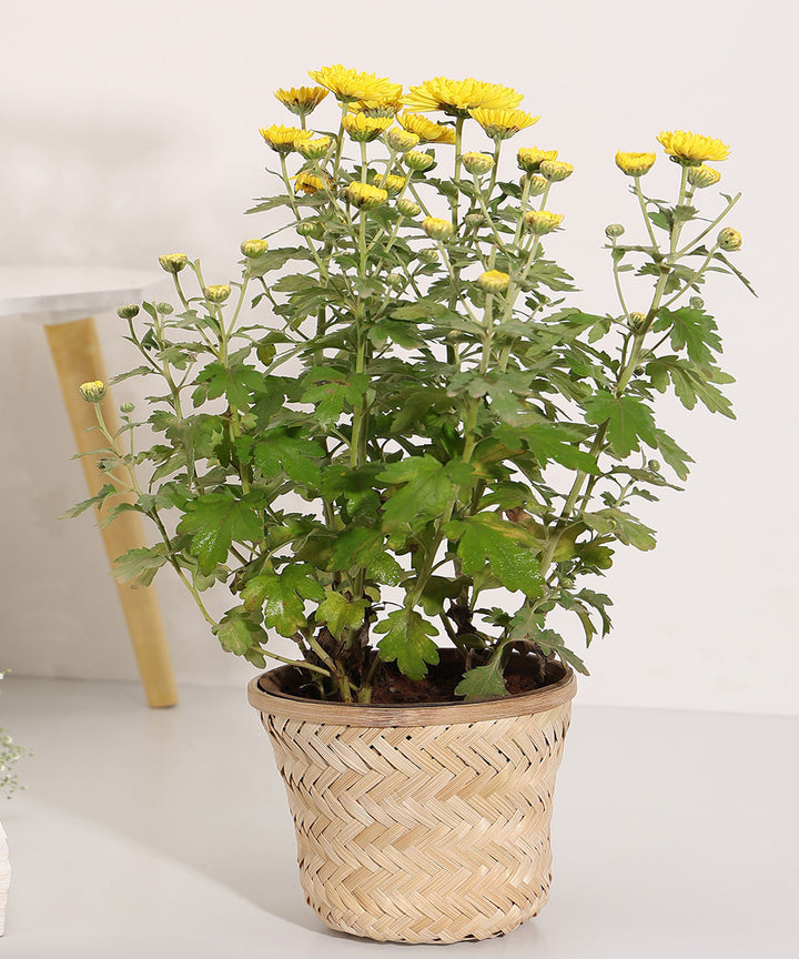 Banaras Twill Planter - Set of 2