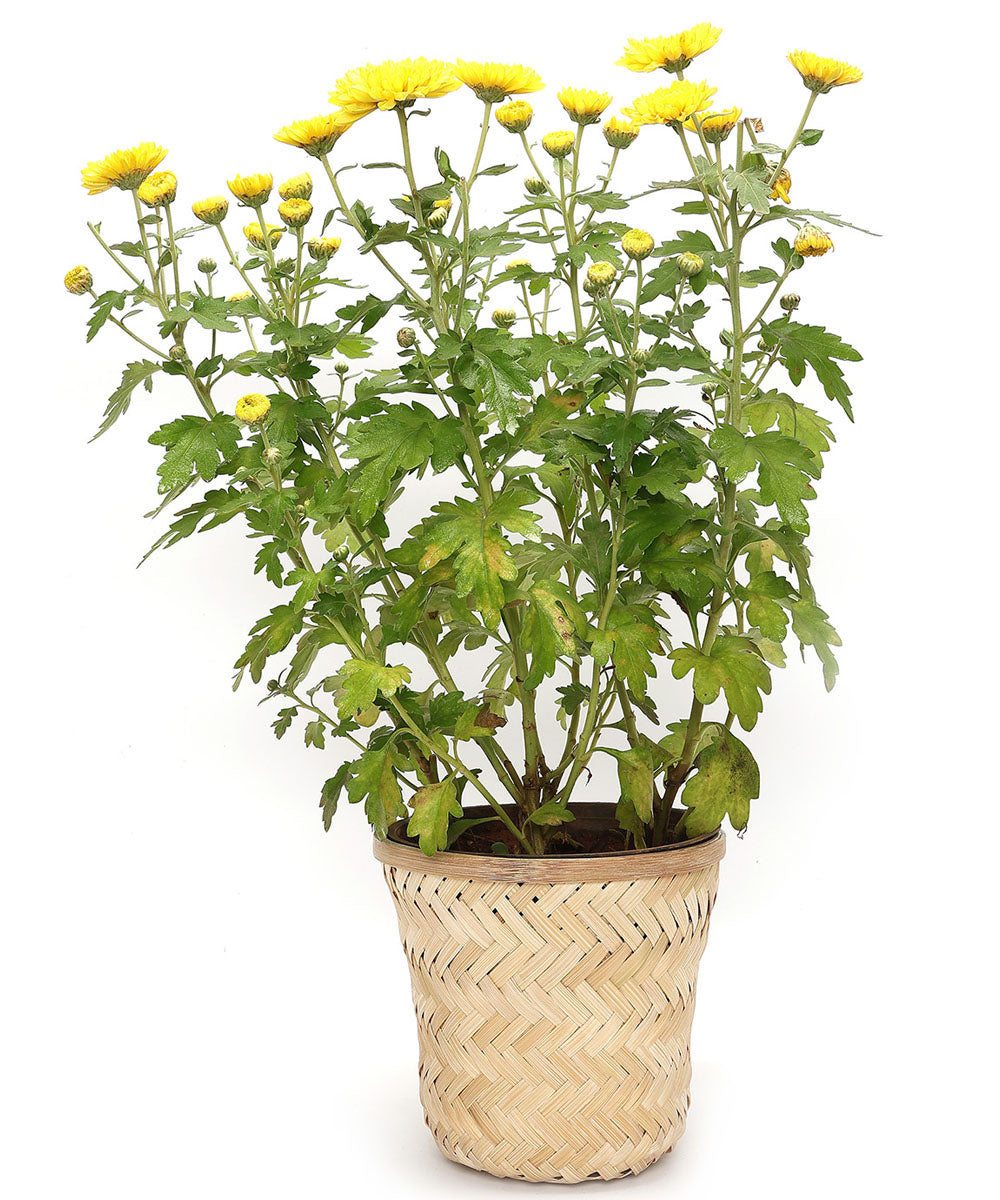 Banaras Twill Planter - Set of 2
